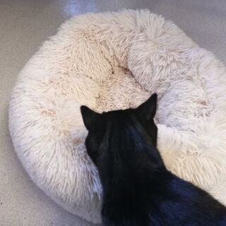 猫のベッドの画像