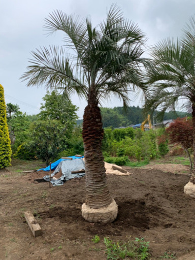 ココスヤシ  税込