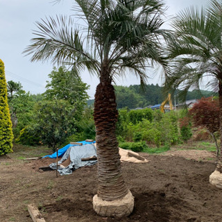 ココスヤシ 税込