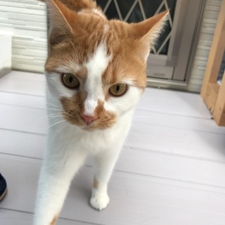 マンチカン（足長）