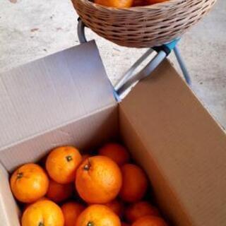 【12/5まで数名限定!!】元農家のミカン🍊３キロ要りませんか？