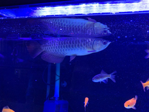 熱帯魚