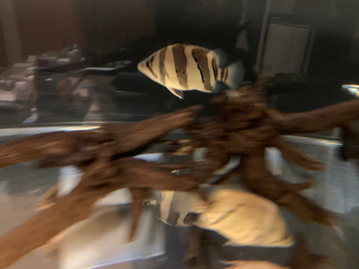 ダトニオ　リアルバンド目測20㎝