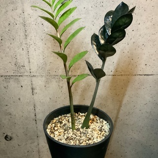 観葉植物 ザミオクルカス レイヴン①