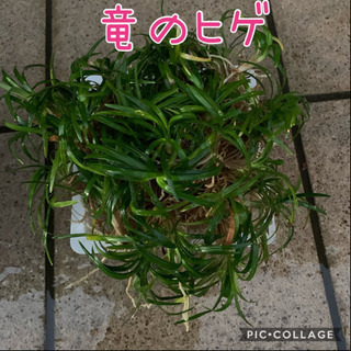 【お取引き完了】竜のヒゲ（玉竜）一パック30株くらい