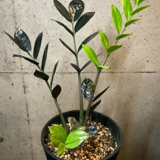 【取引中】観葉植物 ザミオクルカス レイヴン②