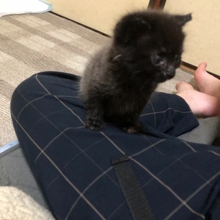 子猫の里親募集