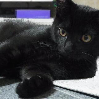 『一時問い合わせ停止中です』☆おとなしめな性格の黒ねこちゃん　オ...