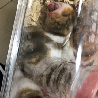 ハムスター子供