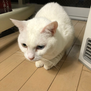 猫メス　人懐っこくて、撫でるとゴロゴロずーと言います！