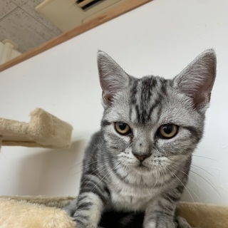 4ヶ月アメリカンショートヘア里親募集中 - 猫