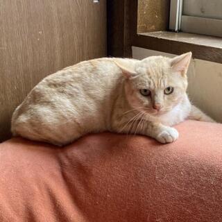★里親様✨募集致します★美毛色😺