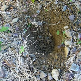 世界初耕耘器ドリルに装着耕耘・除草・穴掘りに女性も簡単使用特許済の画像