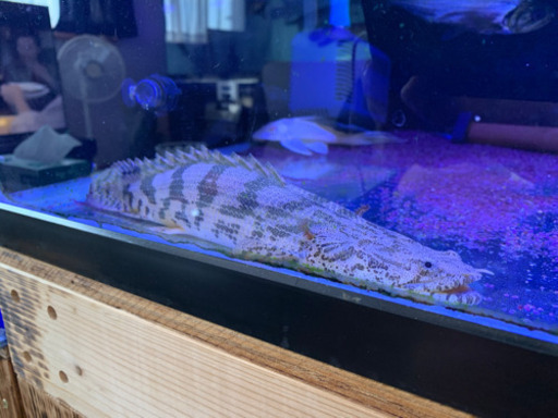 背上がりエンドリセミショート