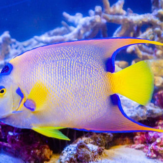 海水魚募集中　どんなものでも引き取ります。