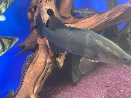 アカメ難あり