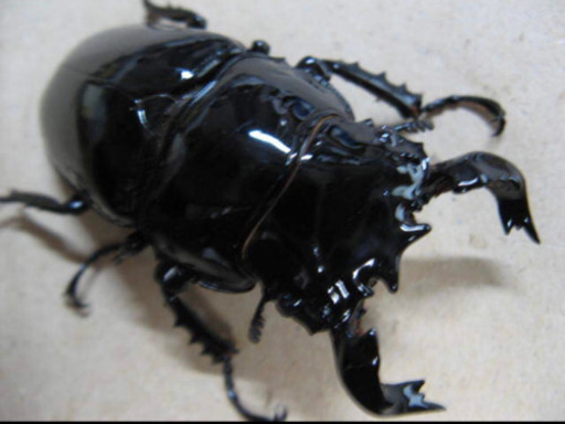 タランドゥスオオツヤクワガタ