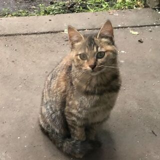 かわいい子猫里親募集