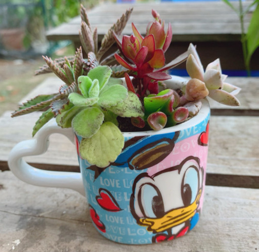 ★このまま飾れる★多肉植物 寄せ植え ディズニー ドナルド