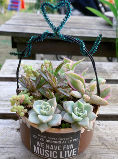 多肉植物 寄せ植え リメイク缶寄せ 植物苗