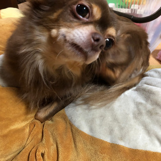 ブリーダー引退犬里親募集します。