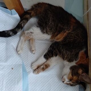 保護猫の情報を調べています