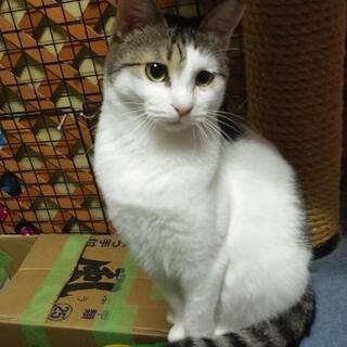 モデル体型あかりちゃん
