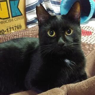 黒猫ジジくん★TNRを進めている現場に新たに現れた男のこで威嚇攻...