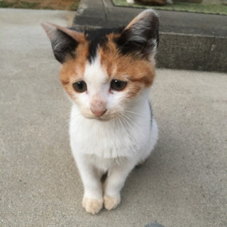 4匹の子猫　里親募集中