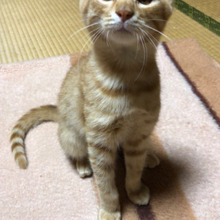 茶トラのオス♂ 6ヶ月くらい