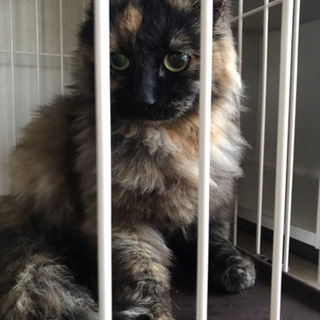 にゃんこの家族募集😼