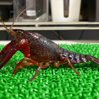 アメリカザリガニ【餌、飼育用】