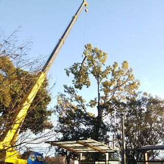 🍓 枝落とし伐採🪵　どんな場所、あらゆる🌲樹木⚠️引き受けます。　　　　　　　　 - 地元のお店
