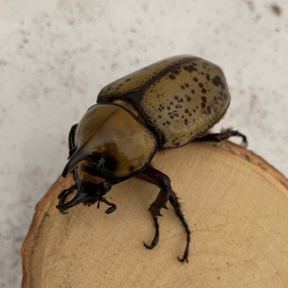 ティティウスシロカブト 成虫ペア