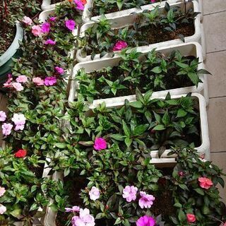 自分で育てた植物を交換しませんか？