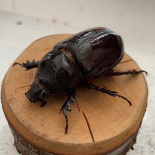 アロエウスミツノカブト 成虫ペア