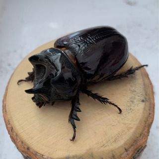アロエウスミツノカブト 成虫ペアの画像