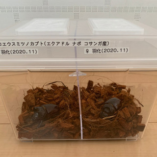 アロエウスミツノカブト 成虫ペアの画像