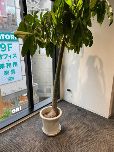 パキラの木（観葉植物）