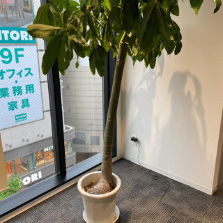 パキラの木（観葉植物）