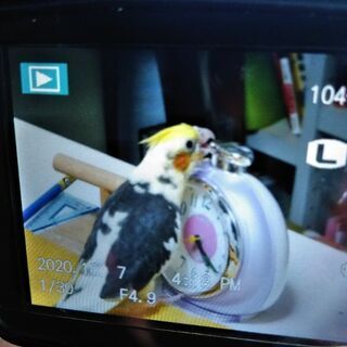 オカメインコを探しています。