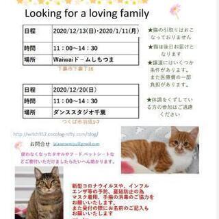 猫の譲渡会　waiwaiドームしもつま12月13日