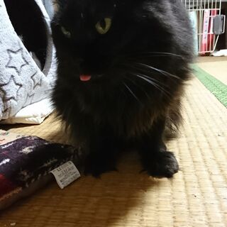 急募！　黒猫毛長成猫の里親さん