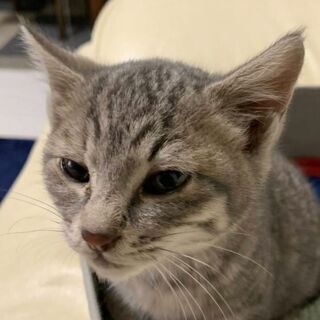 子猫の里親を4匹募集します。そのうちの灰色のシマトラ柄のメスの子です