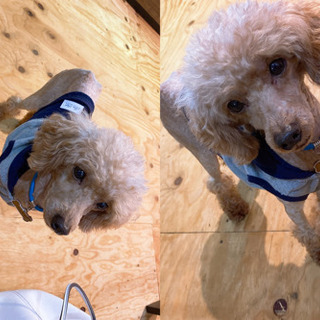 小型犬トイプードル
