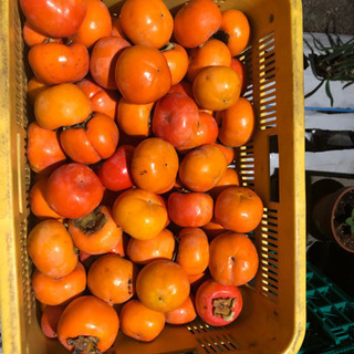 和歌山県九度山　富有柿　5kg