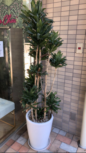 鉢植え　植物