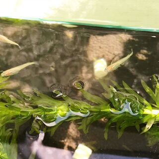2020年夏生まれ「ヒメダカ」10匹お譲りします（＋水草）