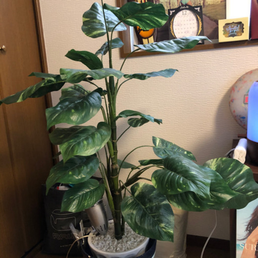 限定　SALE セール　引越し　断捨離　観葉植物　光触媒　フェイクグリーン　造花　ポトス