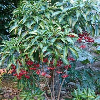 植木 万両60～80 ㎝